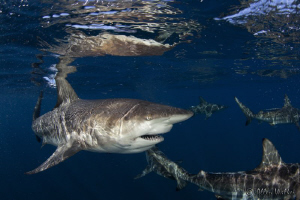 All he needs is a Cuban cigar between those teeth! by Allen Walker 